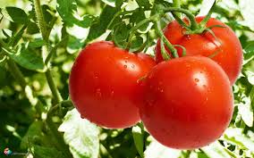 دلایلی برای مصرف گوجه‌ فرنگی