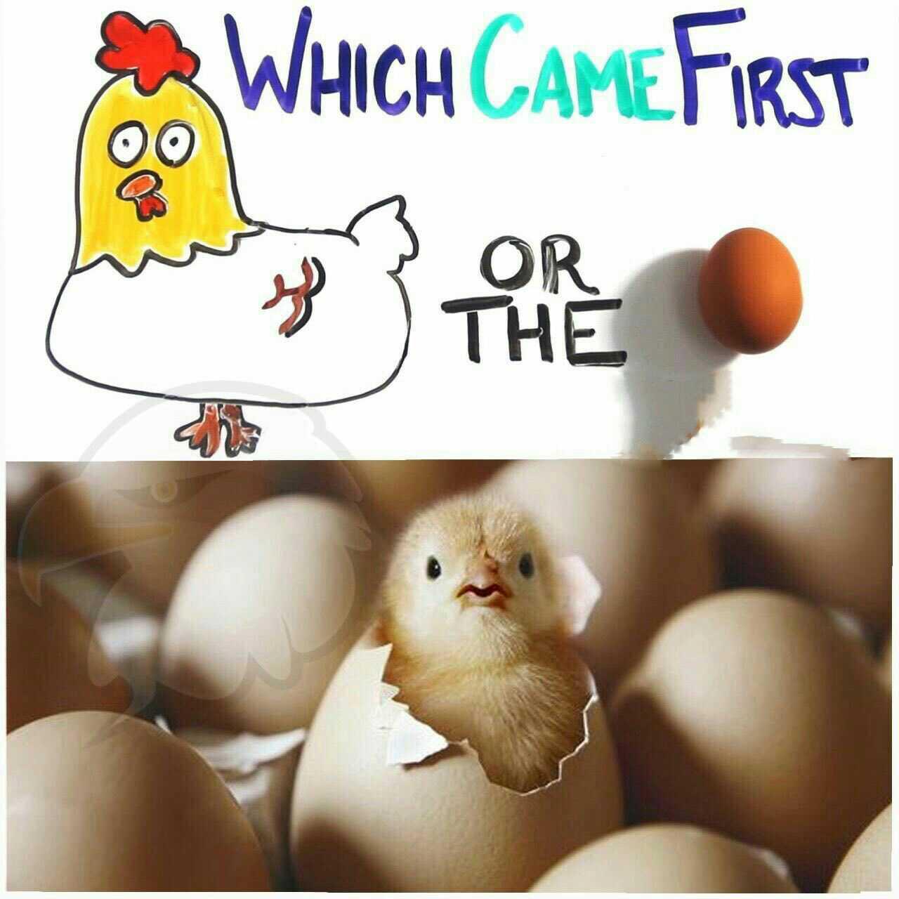 اول مرغ بود یا تخم مرغ؟