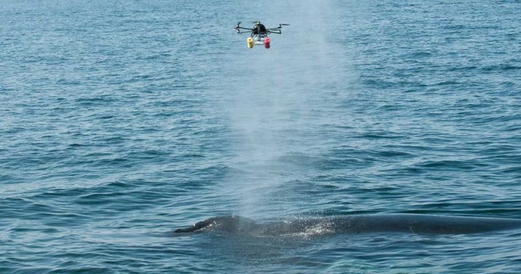 پهبادها زندگی نهنگ‌ها و دلفین‌ها را نجات می‌دهند