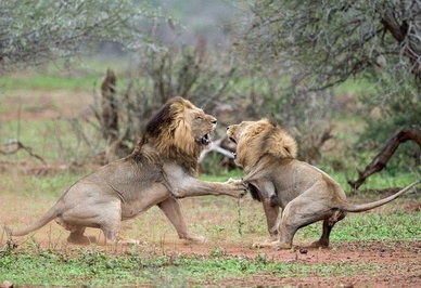نبرد خونین دو شیر نَر برای تصاحب شیر ماده