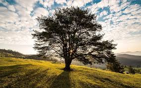 روزی یک درخت خواهم شد