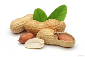 مصرف بادام زمینی سلامت قلب را تضمین می‌کند