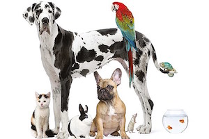 نگهداری حیوانات در خانه چه بیماری‌هایی درپی دارد؟