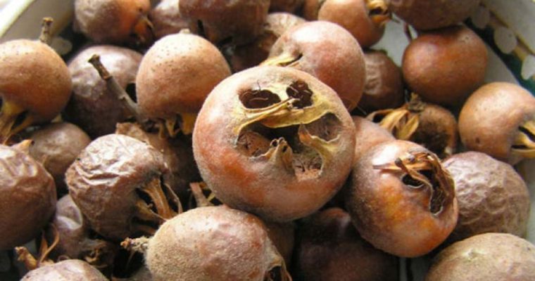 درباره ازگیل چه می دانید؟