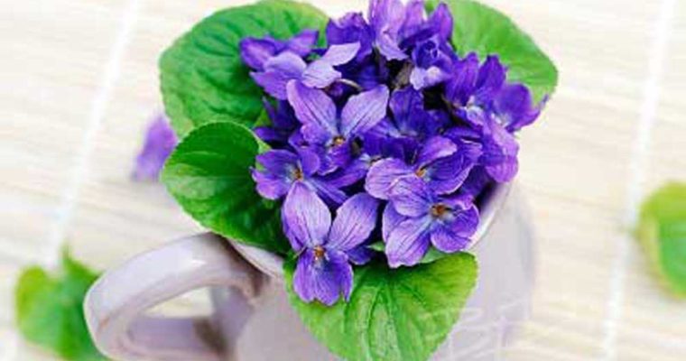 فواید دارویی بنفشه دارویی