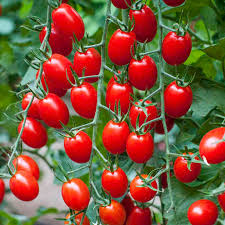 چطور در خانه گوجه فرنگی پرورش دهیم؟!