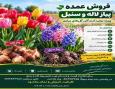 تامین عمده پیاز  لاله و سنبل برای تولیدکنندگان و گلخانه داران