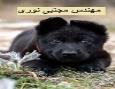 ⭐️ فروش توله ژرمن بلک با تضمین کیفیت و خصوصیات ژنتیکی عالی