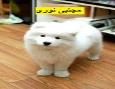 فروش توله سگ پشمالو و سفید ، خرید سگ خانگی نژاد ساموید ، فروش توله ساموید