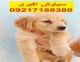 سگ گلدن رتریور تیپ اسکاتلندی از مولدین وارداتی
