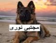 خرید و فروش سگ نگهیان ، فروش توله و بالغ سگ ژرمن شپرد ورک و شولاین
