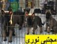مرکز معتبر پروش و فروش سگ گارد نژاد مالینویز ، فروش توله مالینویز