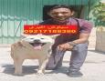 *🐶 توله سگ نژاد آکیتا (ژاپنی و آمریکایی) 🐶*