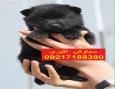پخش سگ ژرمن شپرد اصیل در تیپ های مختلف